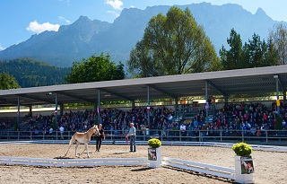 Jubel beim Haflinger Pferdezuchtverband Tirol