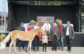 51. Jahre Tiroler Haflinger Fohlenauktion